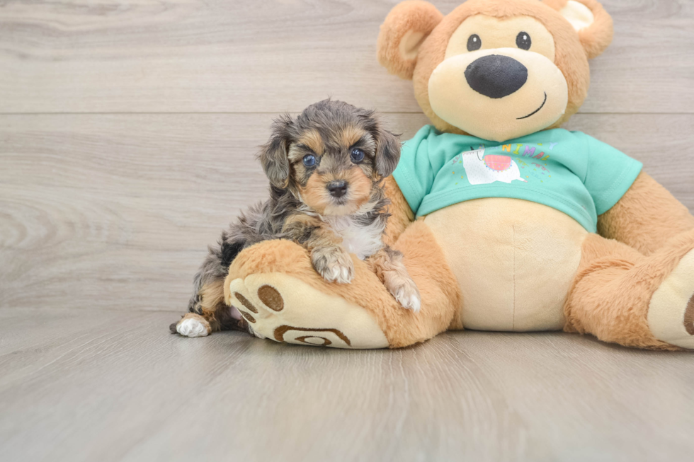 Yorkie Poo Puppy for Adoption