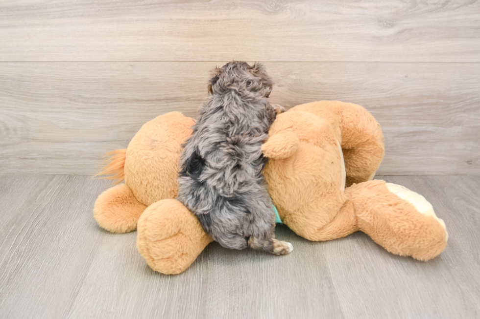 Yorkie Poo Puppy for Adoption