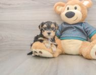 7 week old Yorkie Poo Puppy For Sale - Florida Fur Babies