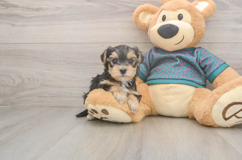 5 week old Yorkie Poo Puppy For Sale - Florida Fur Babies