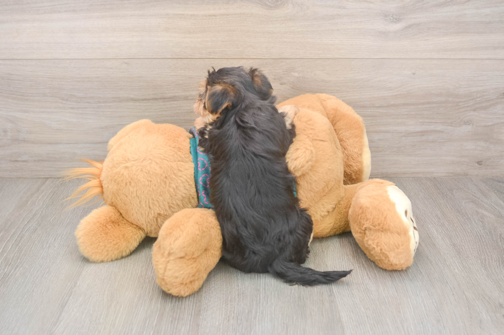 Fluffy Yorkie Poo Poodle Mix Pup