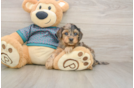 Best Yorkie Poo Baby