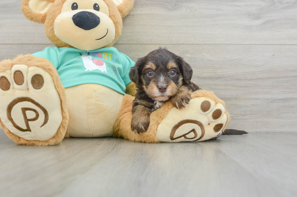 6 week old Yorkie Poo Puppy For Sale - Florida Fur Babies