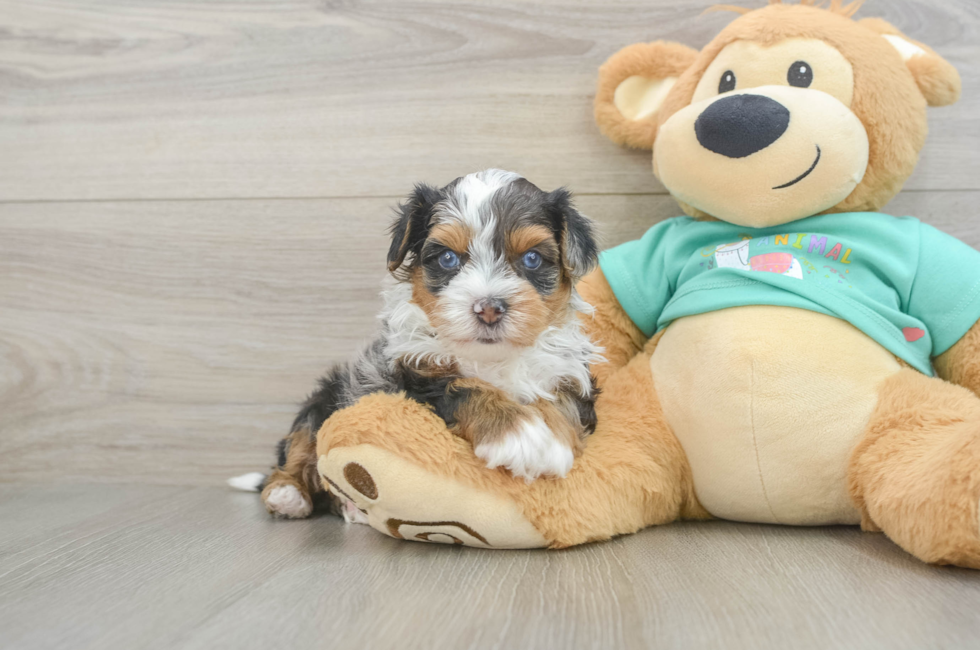 5 week old Yorkie Poo Puppy For Sale - Florida Fur Babies