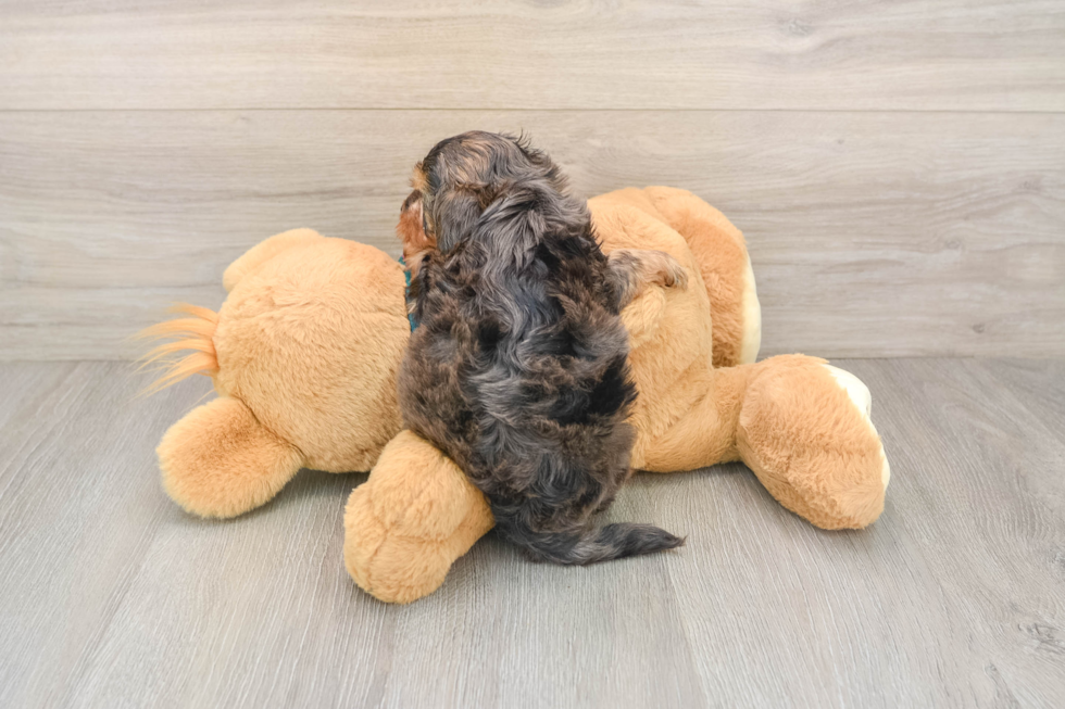 Best Yorkie Poo Baby