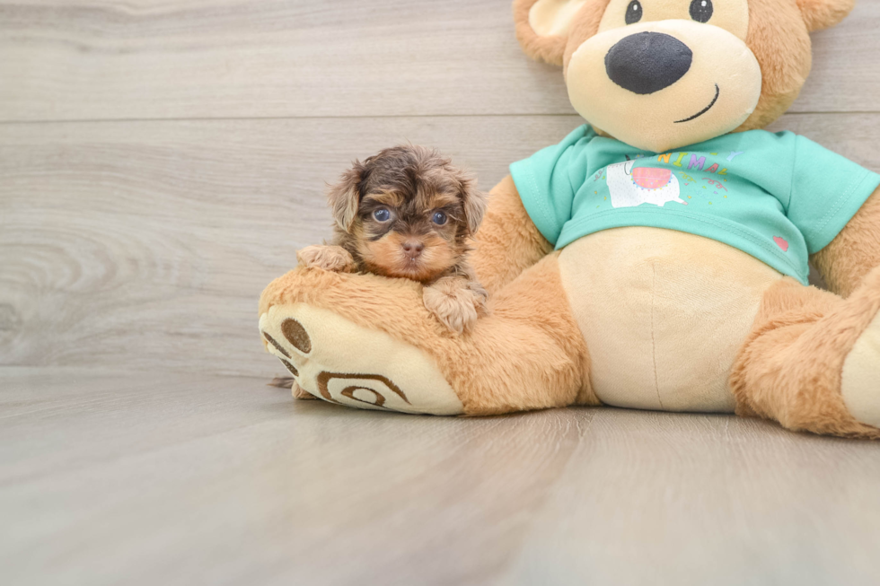 Yorkie Poo Pup Being Cute