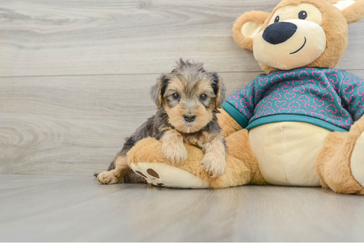 Yorkie Poo Puppy for Adoption