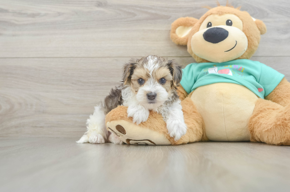 5 week old Yorkie Poo Puppy For Sale - Florida Fur Babies