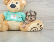 5 week old Yorkie Poo Puppy For Sale - Florida Fur Babies