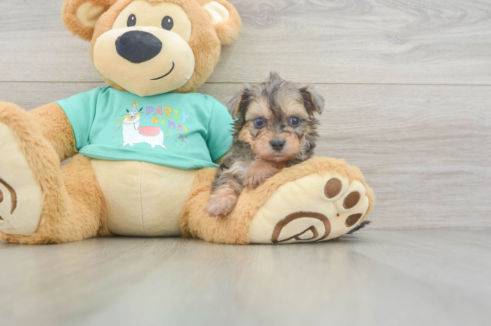 5 week old Yorkie Poo Puppy For Sale - Florida Fur Babies