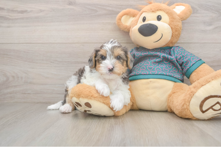 Yorkie Poo Pup Being Cute