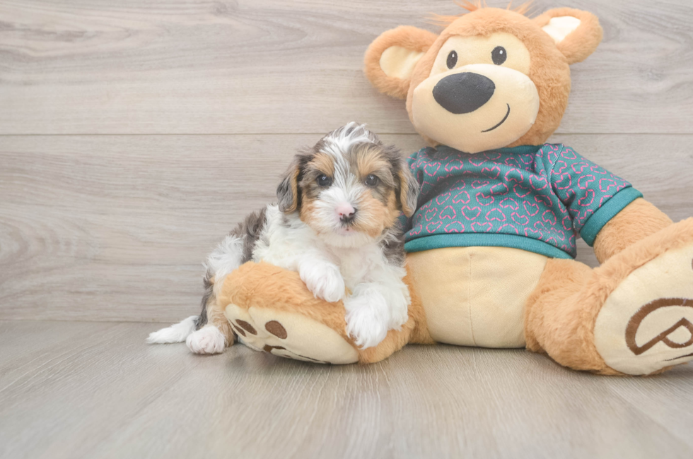 5 week old Yorkie Poo Puppy For Sale - Florida Fur Babies