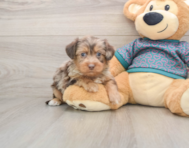 6 week old Yorkie Poo Puppy For Sale - Florida Fur Babies