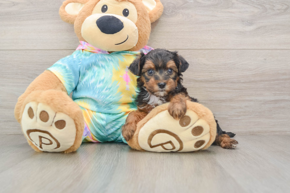 Smart Yorkie Poo Poodle Mix Pup