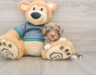7 week old Yorkie Poo Puppy For Sale - Florida Fur Babies