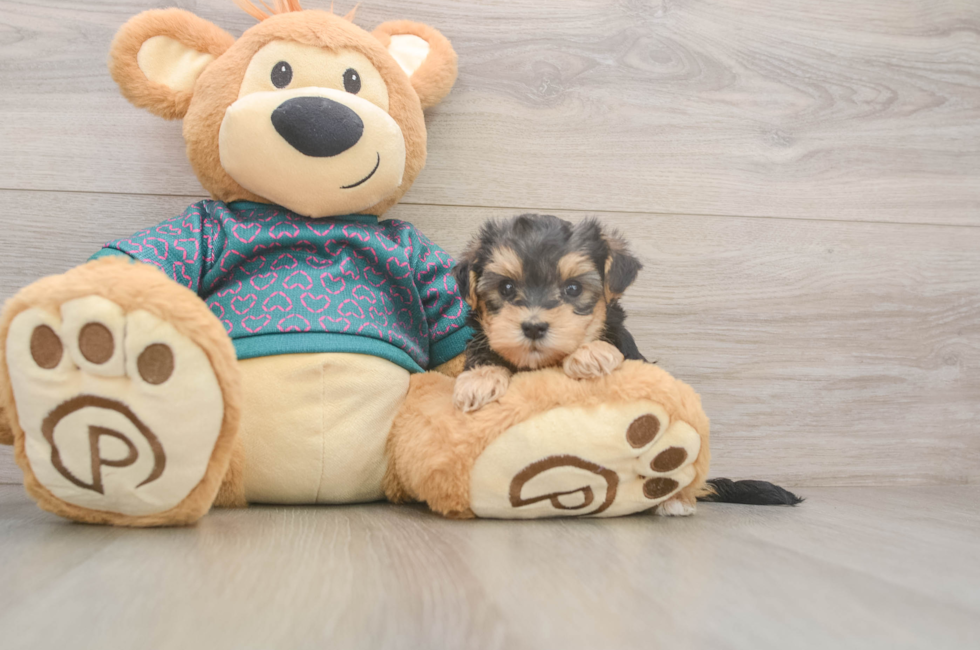 5 week old Yorkie Poo Puppy For Sale - Florida Fur Babies