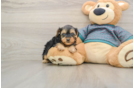 Cute Yorkie Poo Baby