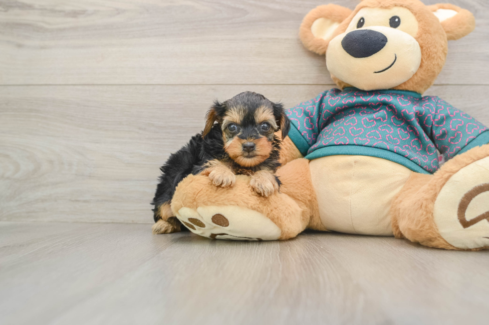 Cute Yorkie Poo Baby