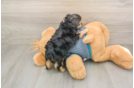 Funny Yorkie Poo Poodle Mix Pup