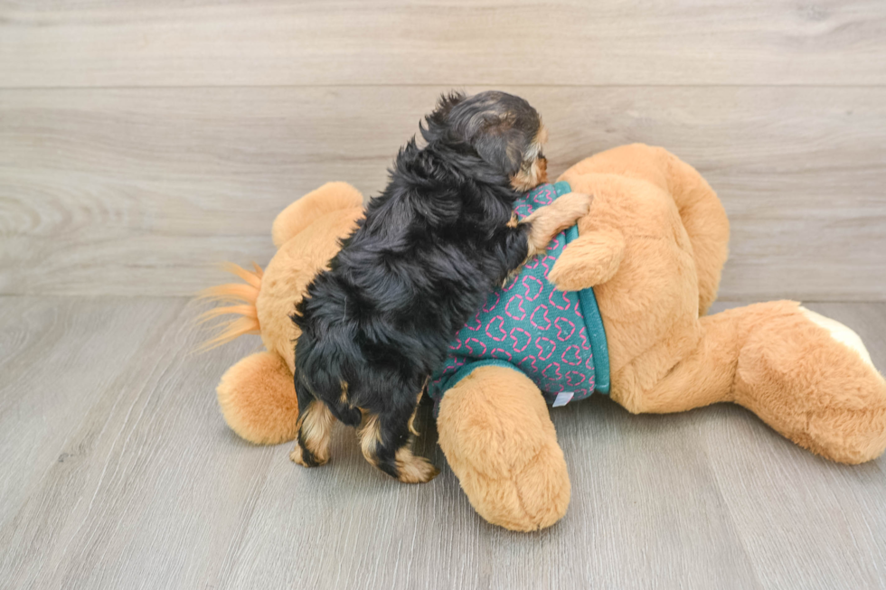 Funny Yorkie Poo Poodle Mix Pup