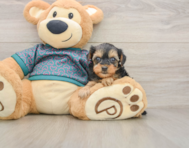 10 week old Yorkie Poo Puppy For Sale - Florida Fur Babies
