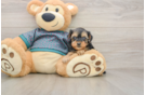 Small Yorkie Poo Baby