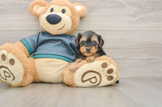 Small Yorkie Poo Baby