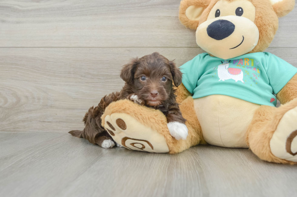 6 week old Yorkie Poo Puppy For Sale - Florida Fur Babies