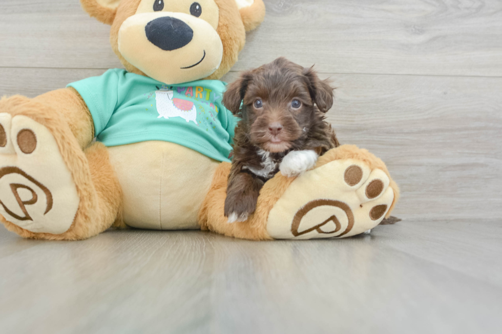 Energetic Yorkipoo Poodle Mix Puppy