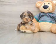 6 week old Yorkie Poo Puppy For Sale - Florida Fur Babies