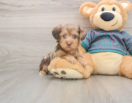 6 week old Yorkie Poo Puppy For Sale - Florida Fur Babies