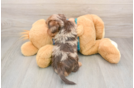 Yorkie Poo Puppy for Adoption
