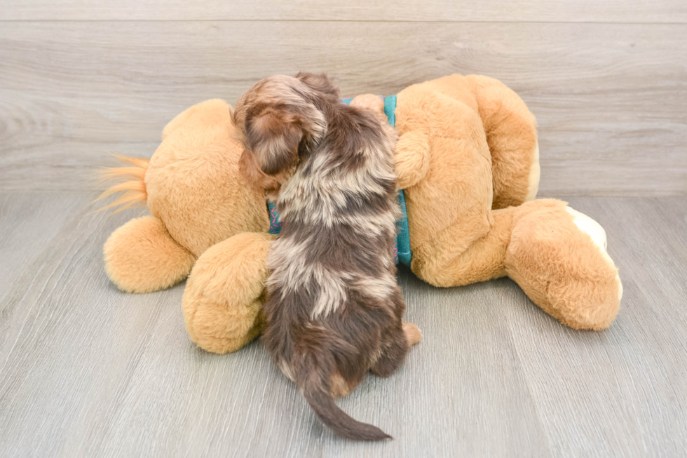 Yorkie Poo Puppy for Adoption