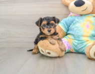 8 week old Yorkie Poo Puppy For Sale - Florida Fur Babies