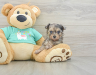 6 week old Yorkie Poo Puppy For Sale - Florida Fur Babies