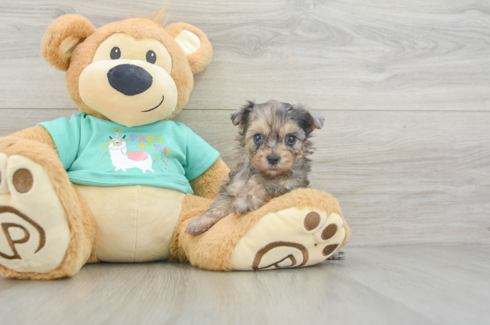 5 week old Yorkie Poo Puppy For Sale - Florida Fur Babies