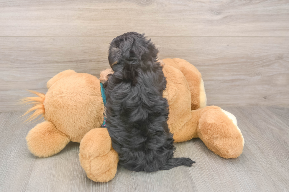 Best Yorkie Poo Baby