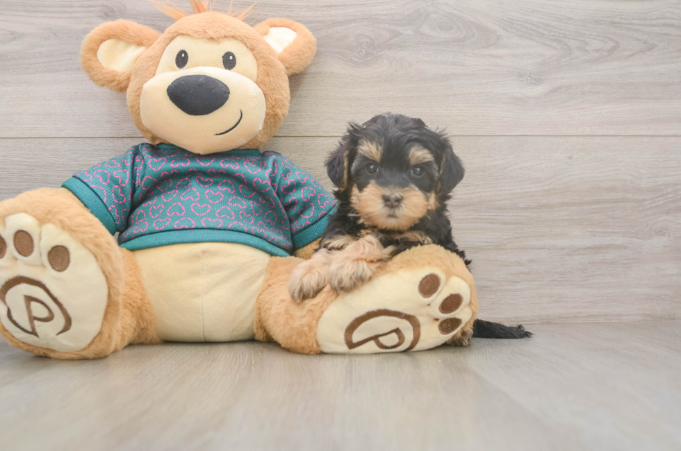 5 week old Yorkie Poo Puppy For Sale - Florida Fur Babies
