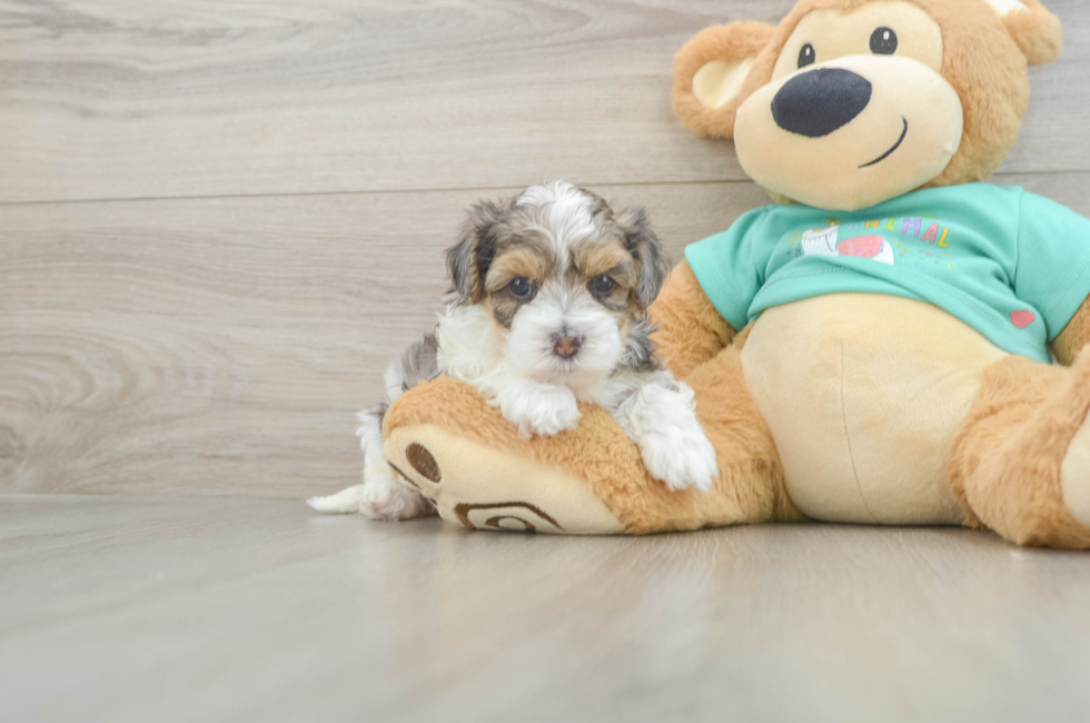 5 week old Yorkie Poo Puppy For Sale - Florida Fur Babies