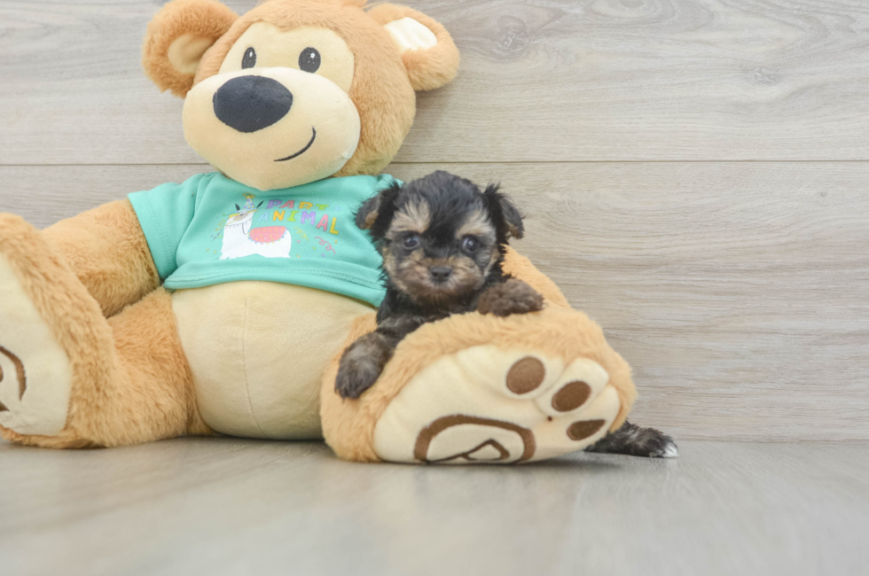 5 week old Yorkie Poo Puppy For Sale - Florida Fur Babies