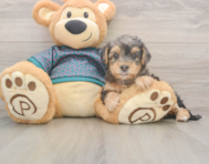 7 week old Yorkie Poo Puppy For Sale - Florida Fur Babies