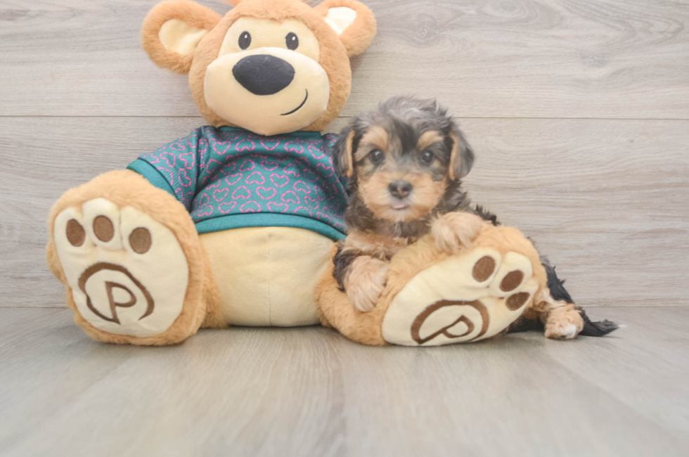 5 week old Yorkie Poo Puppy For Sale - Florida Fur Babies