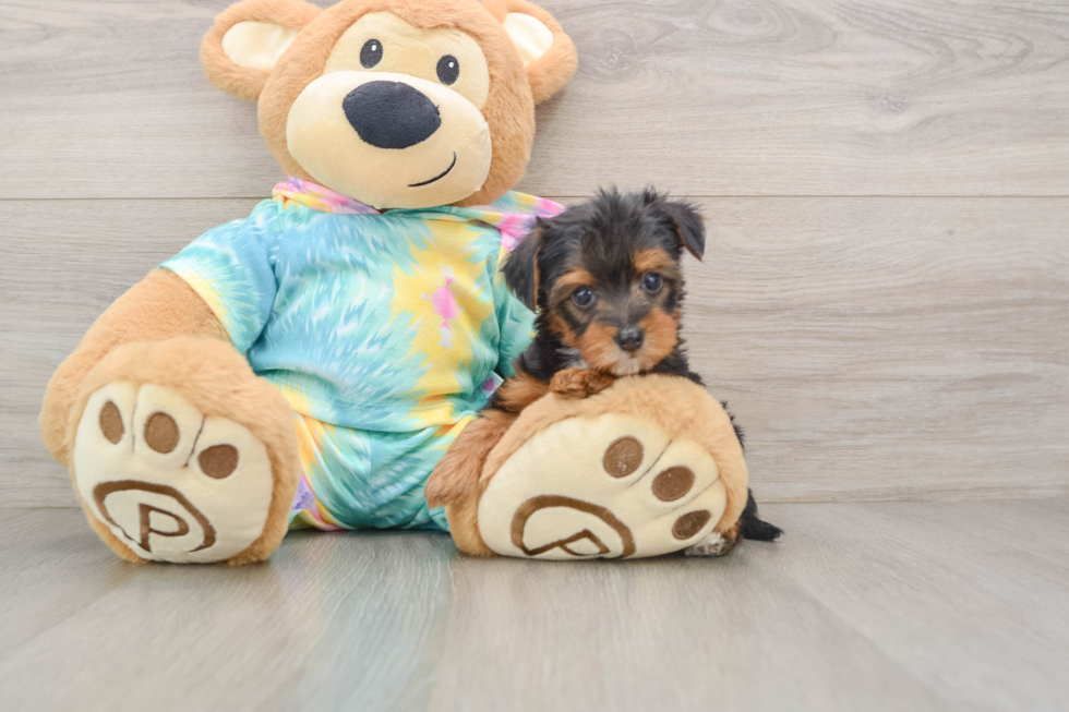 Best Yorkie Poo Baby