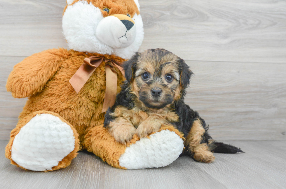 6 week old Yorkie Poo Puppy For Sale - Florida Fur Babies