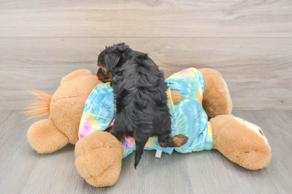 Energetic Yorkipoo Poodle Mix Puppy