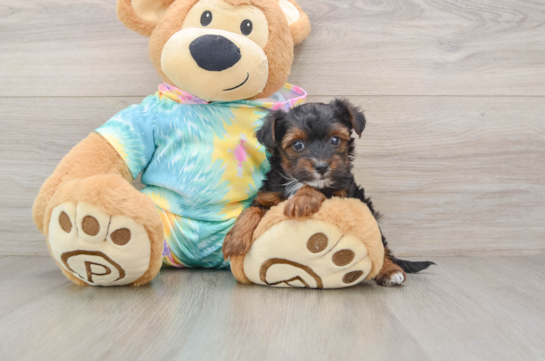 Small Yorkie Poo Baby