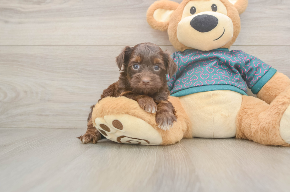5 week old Yorkie Poo Puppy For Sale - Florida Fur Babies