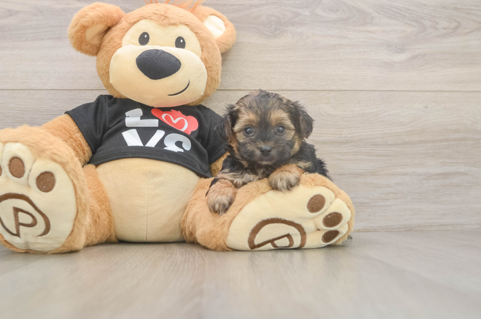 5 week old Yorkie Poo Puppy For Sale - Florida Fur Babies