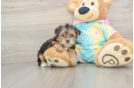 Adorable Yorkiedoodle Poodle Mix Puppy