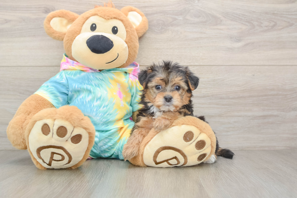Yorkie Poo Pup Being Cute